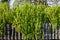 Young green flourishing leaves surrounding the wooden fence