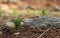 A young green flower sprout in pine forest