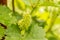 Young green flowering grapevine inflorescence on blurred vineyard background