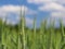 A young green and flowering stalk of wheat ripens on a wheat field against a blue sky. Blurred natural background. Agriculture. Ha