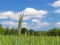 A young green and flowering stalk of wheat ripens on a wheat field against a blue sky. Blurred natural background. Agriculture. Ha