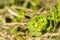 Young green flowers of the meadow plant Mlecika Spurges-Euphorbia.