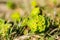 Young green flowers of the meadow plant Mlecika Spurges-Euphorbia.