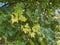 young green foliage of the Canadian holly maple