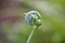 Young green foliage curly fern plant ,Polypodiopsida or Polypodiophyta ,evergreen leaf vascular plants ,greenery tones ,macro imag