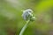 Young green foliage curly fern plant ,Polypodiopsida or Polypodiophyta ,evergreen leaf vascular plants ,greenery tones ,macro imag