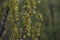 Young green foliage poplar close-up