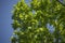 Young green foliage poplar close-up