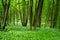 Young green forest in spring time. Sunbeam lights. The anemone nemorosa flower lying everywhere like a rug under the trees