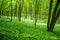 Young green forest in spring time. Sunbeam lights. The anemone nemorosa flower lying everywhere like a rug under the trees