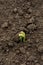 A young green fresh bean sprout grows out from seeds in black soil in kitchen garden at home. Growing vegetables and legumes.