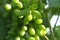 Young green fresh grapes at vineyard