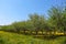 Young green fruit garden trees on a green blossoming lawn of yellow dandelions