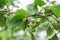 Young green fruits of hawthorn on a branch. Unripe hawthorn