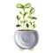 Young green germinating sunflower sprouts from sunflower seeds. A plant in a stylish concrete pot. Organic micro-greens for