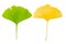 Young green gingko leaf and old yellow ginko leaf as counterpart together on white background