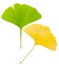 Young green gingko leaf and old yellow ginko leaf diagonal as symbol of generations