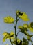 Young green grape leaves in vineyard. Grapevine leaves backlit by the sunlight. Close up. Detail