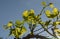 Young green grape leaves in vineyard. Grapevine leaves backlit by the sunlight. Close up. Detail