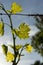 Young green grape leaves in vineyard. Grapevine leaves backlit by the sunlight. Close up. Detail