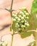 Young green grape on vine at local winery in Grapevine, Texas, U