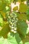 Young green grape on vine at local winery in Grapevine, Texas, U
