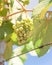 Young green grape on vine at local winery in Grapevine, Texas, U