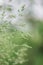 Young green grass close up. Soft shades of spring vegetation as background