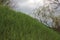 Young green grass on the hill, flowering tree, and cloudy sky. Spring landscape