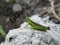 Young green grasshopper latin name Melanoplus bivittatu on white stone.