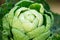 Young green head of cabbage, brussels sprout closeup