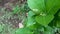 Young green key lime plants, hanging at the tip of young and fresh branches