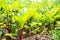 Young green leaves of the beets growing in the garden