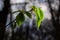 Young green leaves of Carpinus betulus, the European or common hornbeam. Beautiful twigs on blurred brown spring background.