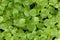 Young green leaves close up texture background. Microgreens concept