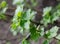 Young green leaves of currant. Garden plants in the spring.