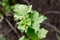 Young green leaves of currant. Garden plants in the spring.