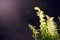 Young green leaves of a fern, growing in the midst of darkness