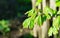 Young green leaves of Field maple maple Acer Campestre. Delicate maple twigs on blurred spring background.