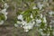 Young green leaves and flowers of cherry in spring