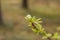 Young green leaves of mountain ash in early spring. Beginning of springtime. Shallow depth of field, blurred background