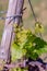 Young green leaves on an old French vine. Vineyards agriculture in spring. Springtime. Toned image. Soft focus.