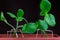 The young green leaves plants pumpkin closeup in a pot