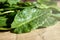 Young green leaves of sorrel on craft paper. Useful vegetable culture and medicinal plant Rumex acetosa.