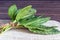 Young green leaves of sorrel. Useful vegetable culture and medicinal plant Rumex acetosa, rich in vitamins and minerals