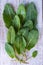 Young green leaves of sorrel on a white wooden background. Useful vegetable culture and medicinal plant Rumex acetosa.