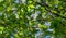 Young green leaves with spring catkins of Carpinus betulus, the European or common hornbeam. Beautiful twigs on spring background