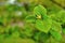 Young green leaves on a tree branch