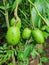 young and green lentils in the fruits garden