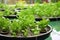 Young green lettuce growing in the hydroponic farm